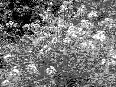 A dithered photograph of a bush in full flower